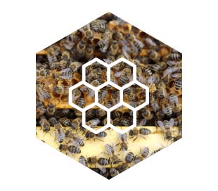 Enjambres de abejas